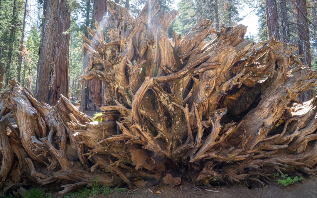 What Gets Lost When a Spiritual Practice Loses Its Roots